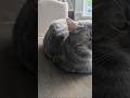 What?!#kidney #cat
