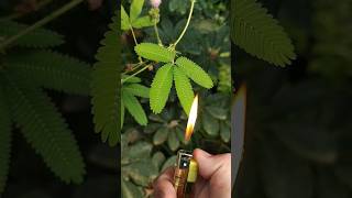 Mimosa pudica reaction to fire ‼️😱