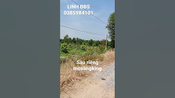 Bán vườn sầu riêng ở cái bè tiền giang