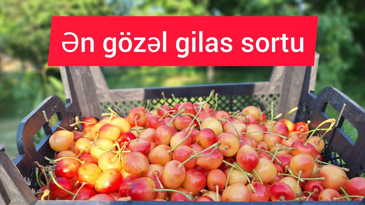 Xrustal Napoleon. Ən gözəl gilas sortu. #2#bağçılıq #bağbanlıq#agro#intensivbağlar #gilasqiyməti