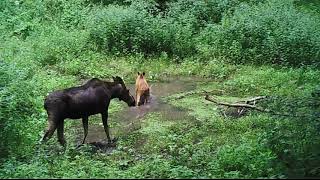 Лосёнок И Лужа.  Moose And Puddle