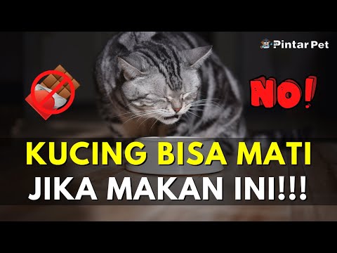 Video: Jangan Makan Kucing Anda Ini 6 Makanan Manusia