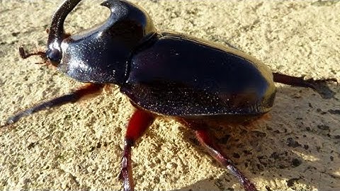 Rhino Beetle  works hard for his house/Rhino Beetle