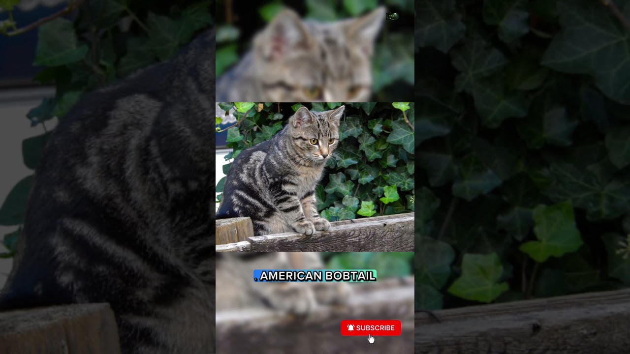 🐾 American Bobtail – Chú mèo đuôi ngắn đến từ Mỹ 🇺🇸.