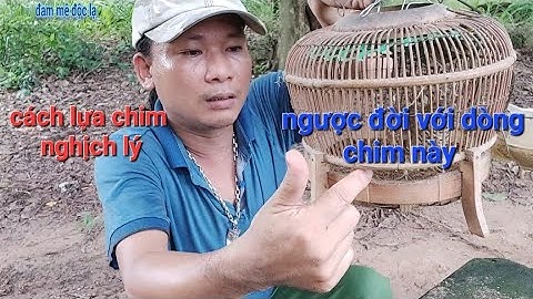 Cách Lựa Chọn Cút Rừng Mồi | Nhiều Người Chưa Biết | @đammêđộclạ