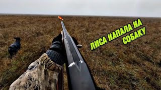 Охота На Зайца И Лису!Лиса Напала На Собаку!!!Что Это Было???