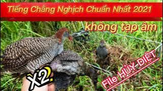 Tiếng Chằng Nghịch Mồi Chuẩn Nhất 2021 Không Tạp Âm Hiệu Quả 100%