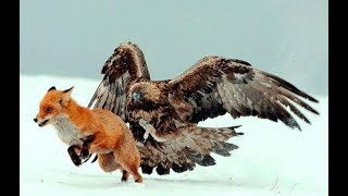 An Eagle vs Fox big fight