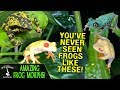 AMAZING FROG MORPHS OF RAINFOREST JUNKYS! | FROG BREEDING AND CARE!