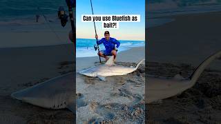 Are Bluefish A Good Bait To Fish With How To Catch A Shark.