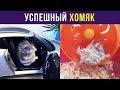 Приколы с животными. Успешный хомяк | Мемозг #34