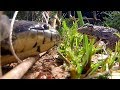 Snake Trap Technology 2 - Awesome Big Snake Trap Using 3 Ways Survival Snare Trap