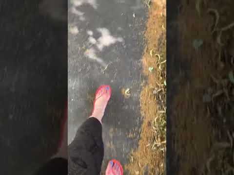 Flip flops walking ASMR on fallen tree stuff