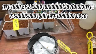 เพาะเมล็ด EP2 เริ้มเอาเมล็ดที่บ่มเสร็จแล้ว ลงในแก้วเพาะ จะรอดไม่รอด !!!