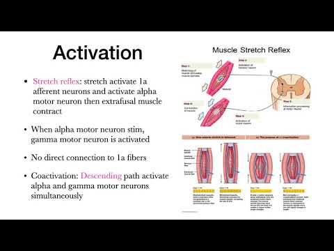 Neuroscience: motor system