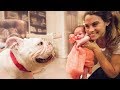 50 Pound Bulldog Meets Baby For The First Time