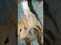 Squirrel #viral #shorts #trending #vlog #pets