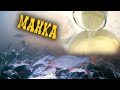 ПРИКОРМИЛ РЫБУ МАНКОЙ! ПОДВОДНЫЕ КАДРЫ С ПРИКОРМКОЙ В ВИДЕ МАНКИ
