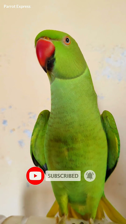 Parrot talking Mithu beta