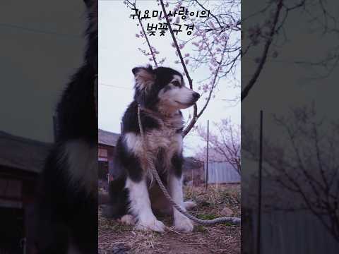 시골개들이 동네산책하며 눈에 담는 풍경   🇰🇷 🐶 #반려견산책