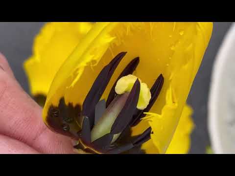 Video: Was ist eine halbgefüllte Blume: Identifizieren einer halbgefüllten Blume im Garten