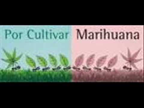 PRESO POR CULTIVAR MARIHUANA