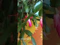 ДЕКАБРИСТ цветок цветёт повторно, если ему помочь.