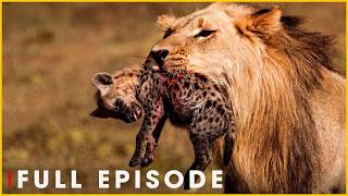 Majestic Reign of the Lion Pride | Nature Animal Documentary
