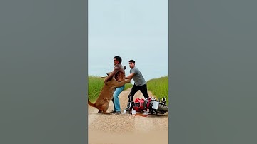 A puma attacked a man on a rural road