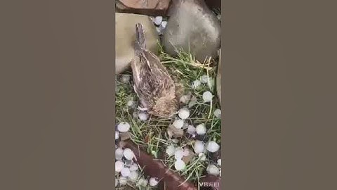Mother died Save chicks from hail
