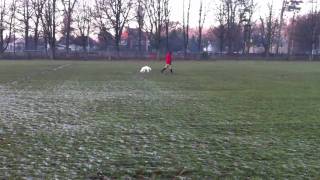 Training a working Clumber Spaniel