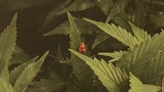 Timber 4VS Grow Vlog Season 4 Episode 6