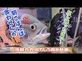 【福岡方言アフレコ】お父さん！俺たちの朝ごはんば忘れとるばい！あれ？お父さんは…はぁ！？