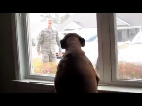 Vídeo: Cachorro Perdido Do Soldado Americano Encontrado Depois De Sumir Por Dois Meses