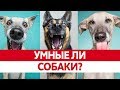 ПОНИМАЮТ ЛИ НАС СОБАКИ? Интеллект собак или собаки как люди