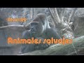 Animales en la Naturaleza