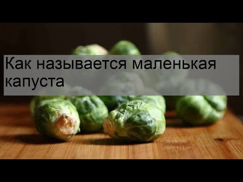 Видео: Информация об американском пузырчатом орехе – советы по выращиванию американского пузырчатого ореха