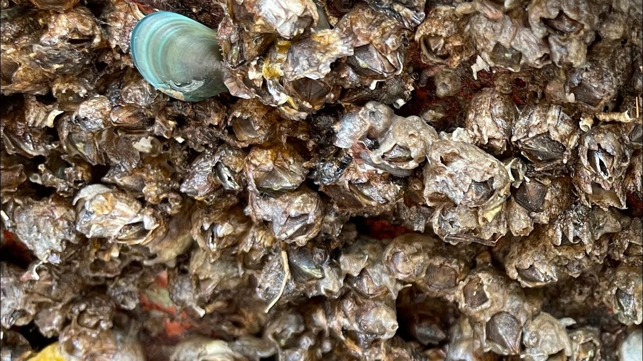 ASMR Boat Clean – Satisfying Barnacle Removal | No Talking (267)