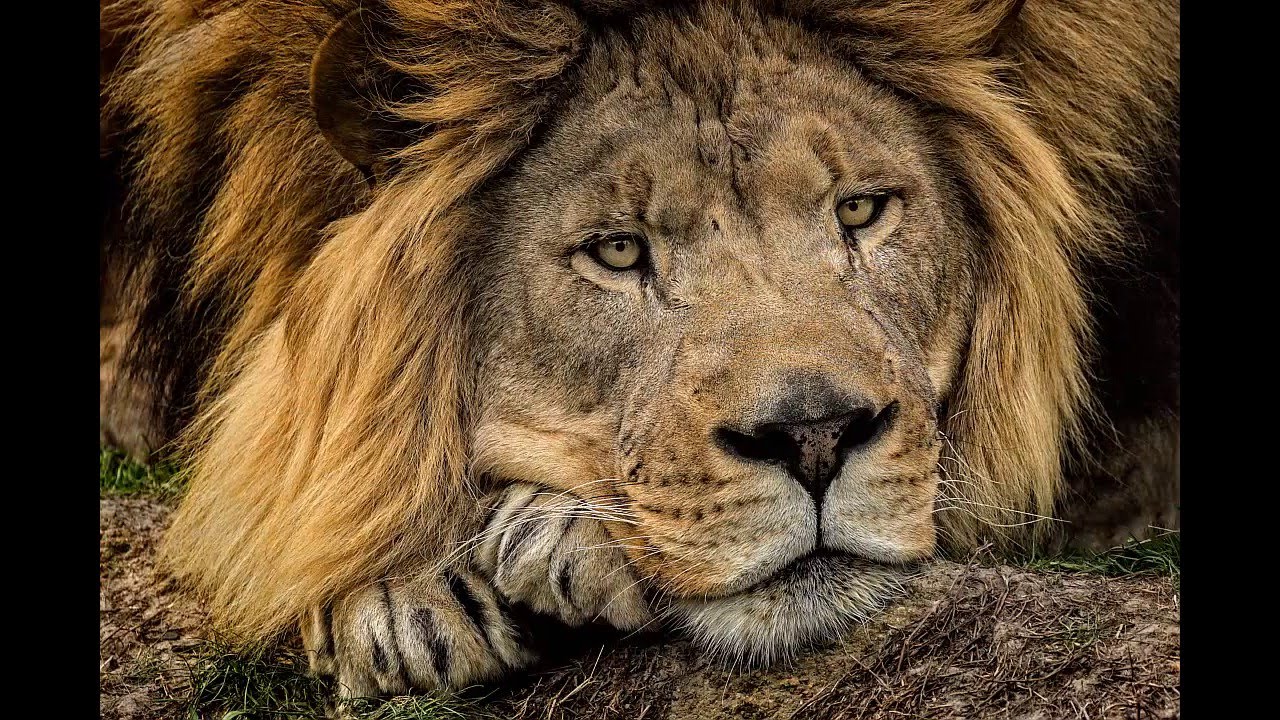 M. Pachis Photography Trailer