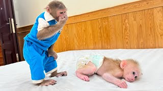 Super Smart! Cutis call dad help when discovered baby monkey Mynu pooped
