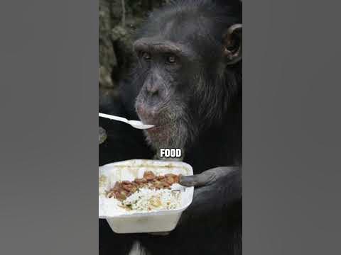 #jre explains how chimps eat monkeys😱😱 #wildlife #animals #podcastclips