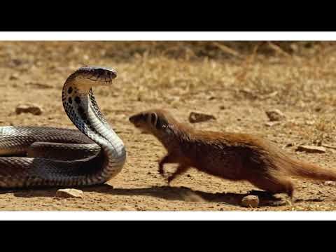 A dramatic wildlife scene showing a mongoose biting a cobra during a fierce fight in the wild.