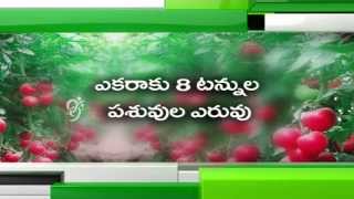 Groundnut Cultivation || Tomato Cultivation - Eruvaka - 03-11-2014 - 99tv