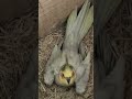 #parrot #loros #calopsita #birds #avesguerreras #loroyacodarko #cockatiel