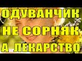 Одуванчик - не сорняк, а лекарство. Май - пора собирать одуванчики.