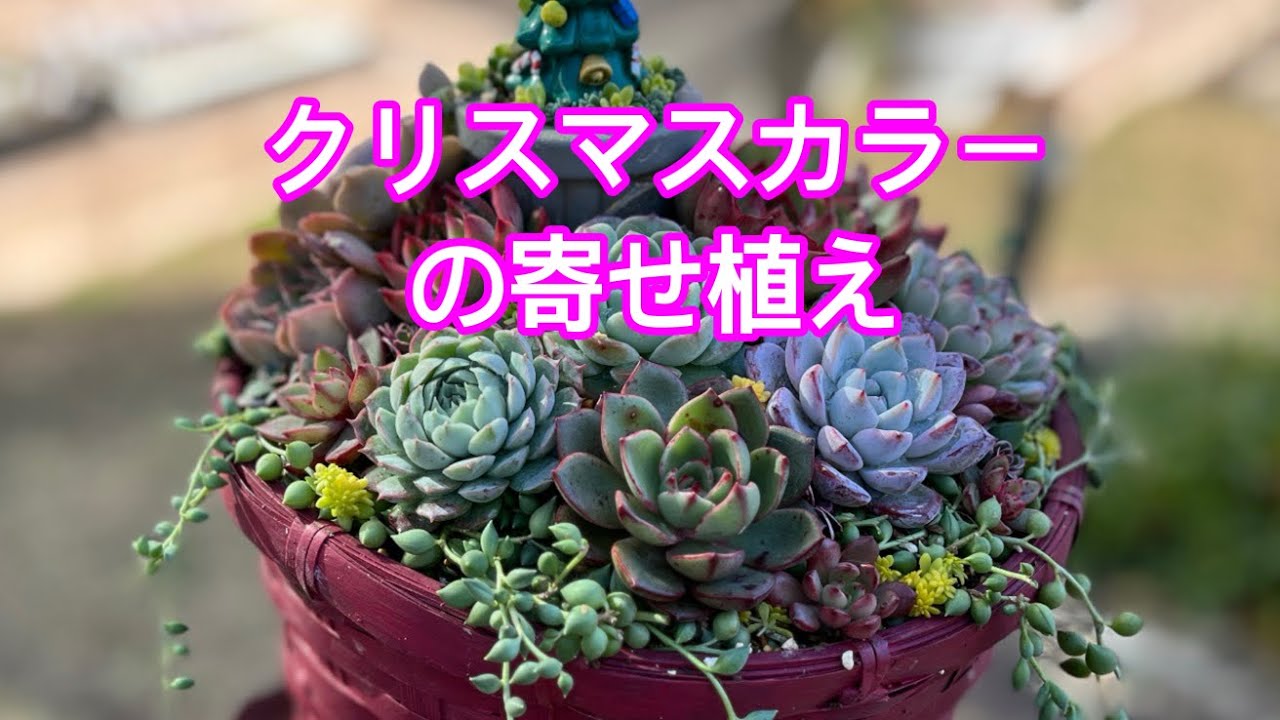 Vlog191】クリスマスカラーの寄せ植え - YouTube