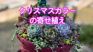 Vlog191】クリスマスカラーの寄せ植え - YouTube