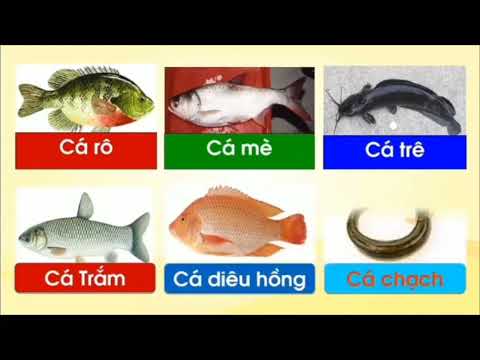 KPKH: Một số con vật sống dưới nước
