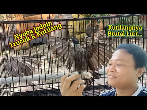 Upaya penjodohan yang gagal, terbantai oleh sikutilang brutal 🤦🤦
