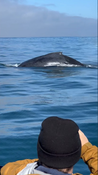 Deep into the blue #shorts #whalewatching #breach #fly #viral